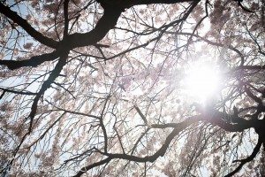 Brooklyn Botanic Garden provides pre-wedding photo beauty